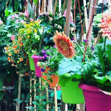 PICK's garden