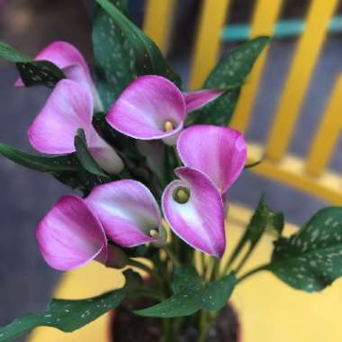 PICK's garden