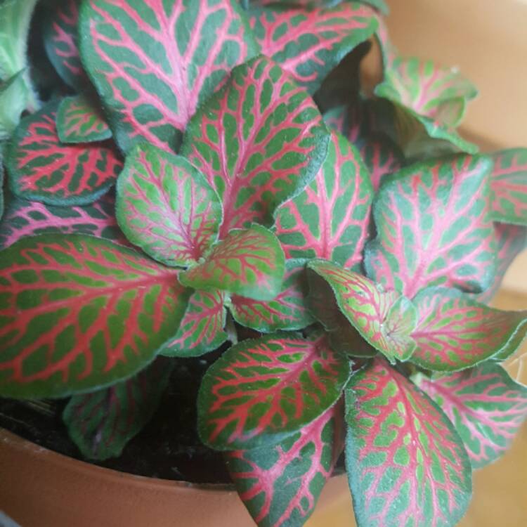 plant image 382367