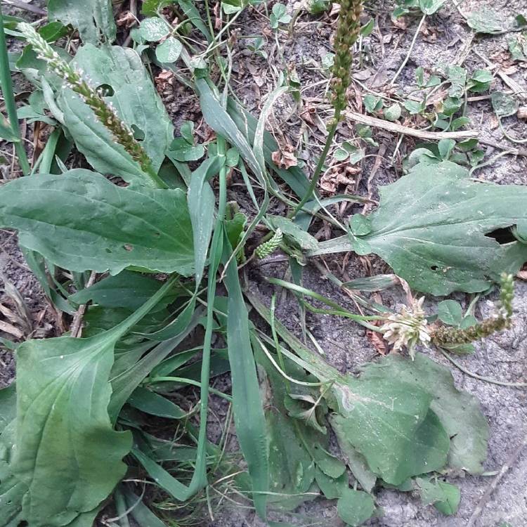 plant image 1104486