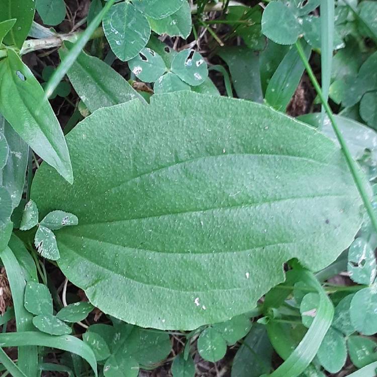 Plant image Plantago major