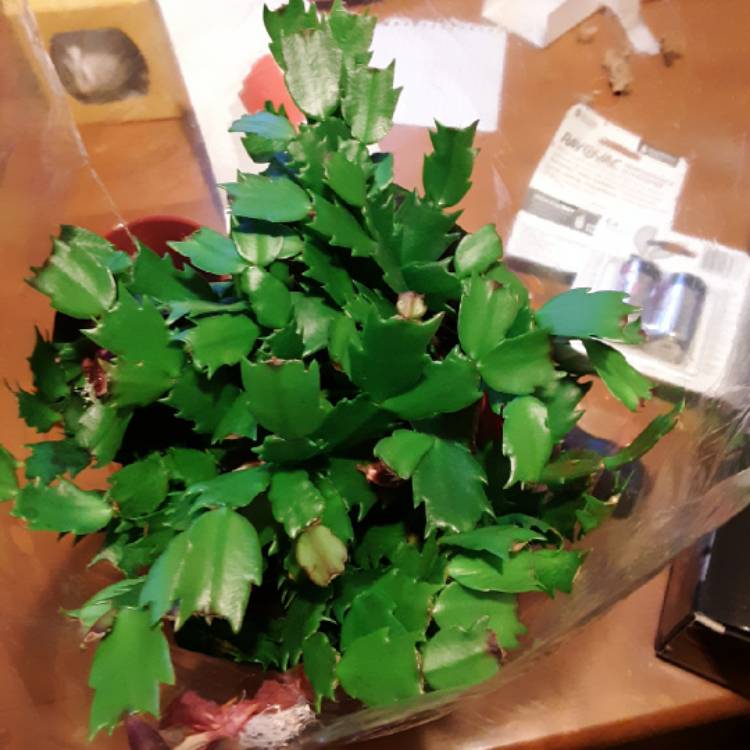 Plant image Schlumbergera truncata Rio Brazil