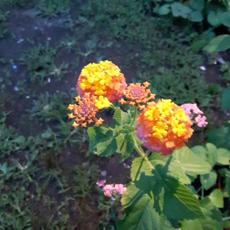 plant image 1383722