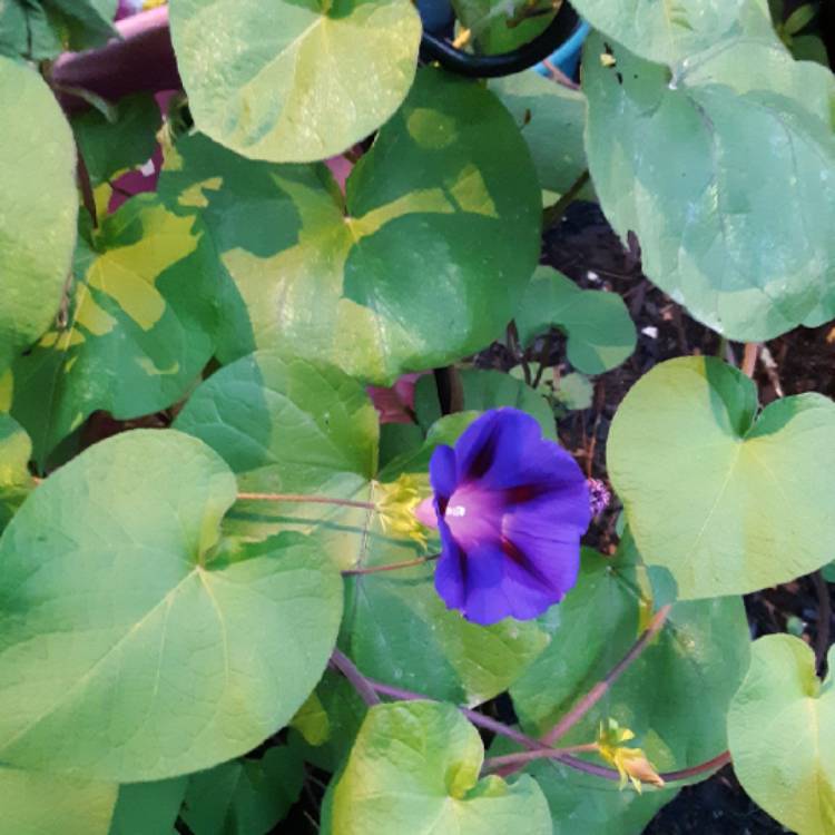 plant image 1383723