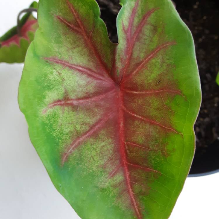 plant image 1390063