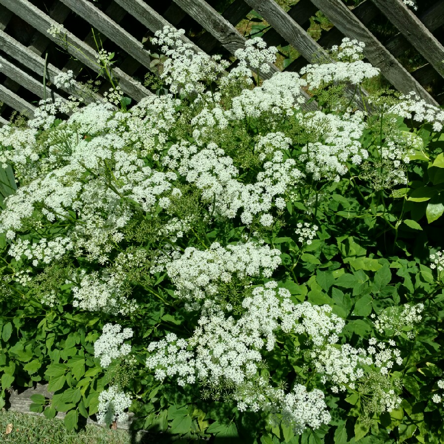 Plant image Aegopodium podagraria