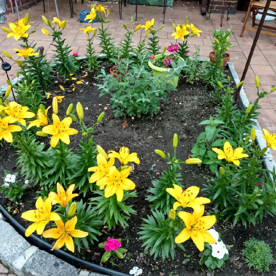 Plant image Lilium 'Golden Tycoon'