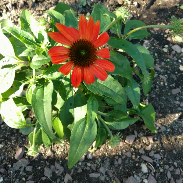 plant image 153923
