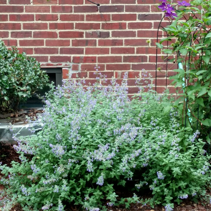 Elaina (Beach Girl)'s garden