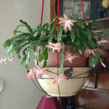 Zygocactus 'Rio Brazil'