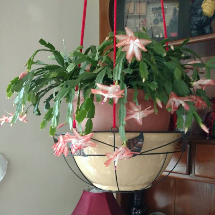 Plant image Schlumbergera truncata Rio Brazil