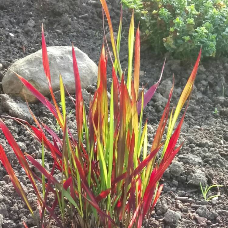 plant image 433536
