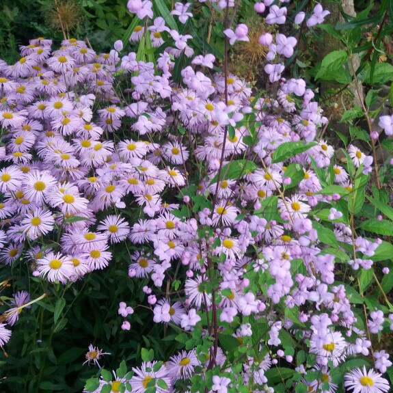 Plant image Thalictrum 'Black Stockings'