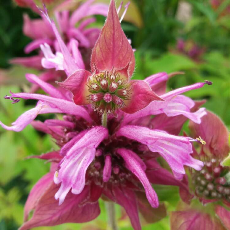Plant image Monarda
