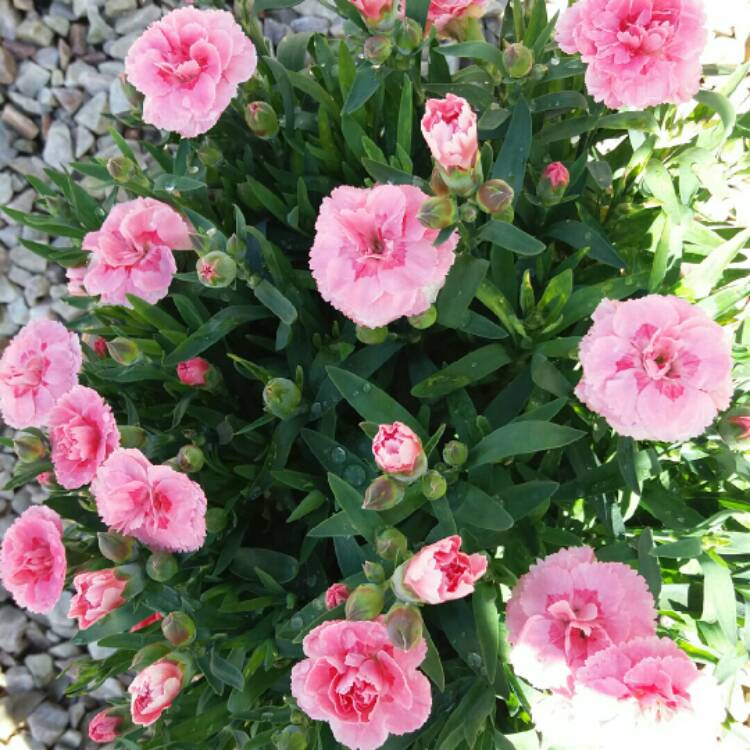 Plant image Dianthus EverLast 'Lilac Eye'