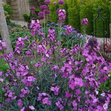 Wallflower 'Bowles's Mauve'