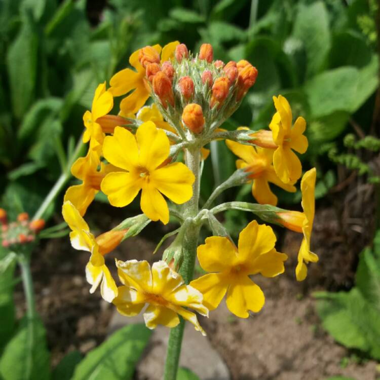 Plant image Primula 'Bulleyana'
