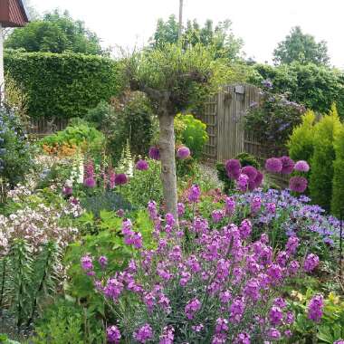 Elaine's garden
