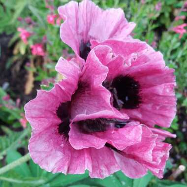 Poppy