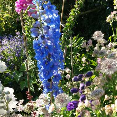 Delphinium 'Aurora Deep purple'