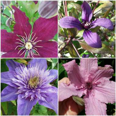 Elaine's garden