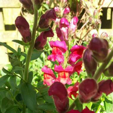Wallflower 'Red Jep'