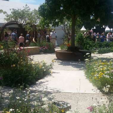 Elaine's garden