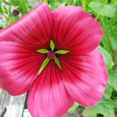 Large-flowered Mallow Wort 'Vulcan'