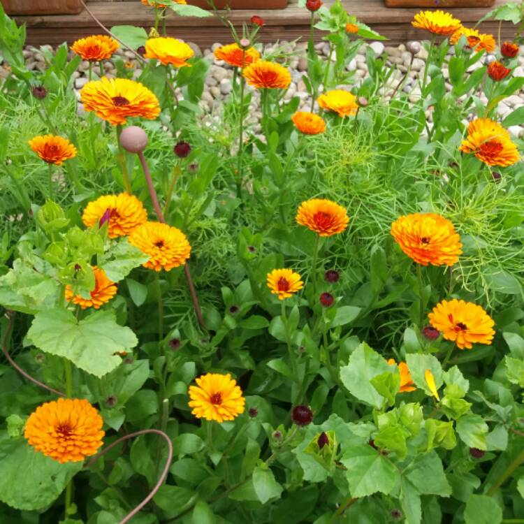 Plant image Calendula officinalis 'Orange Porcupine'