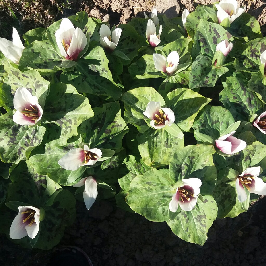 Plant image Trillium grandiflorum