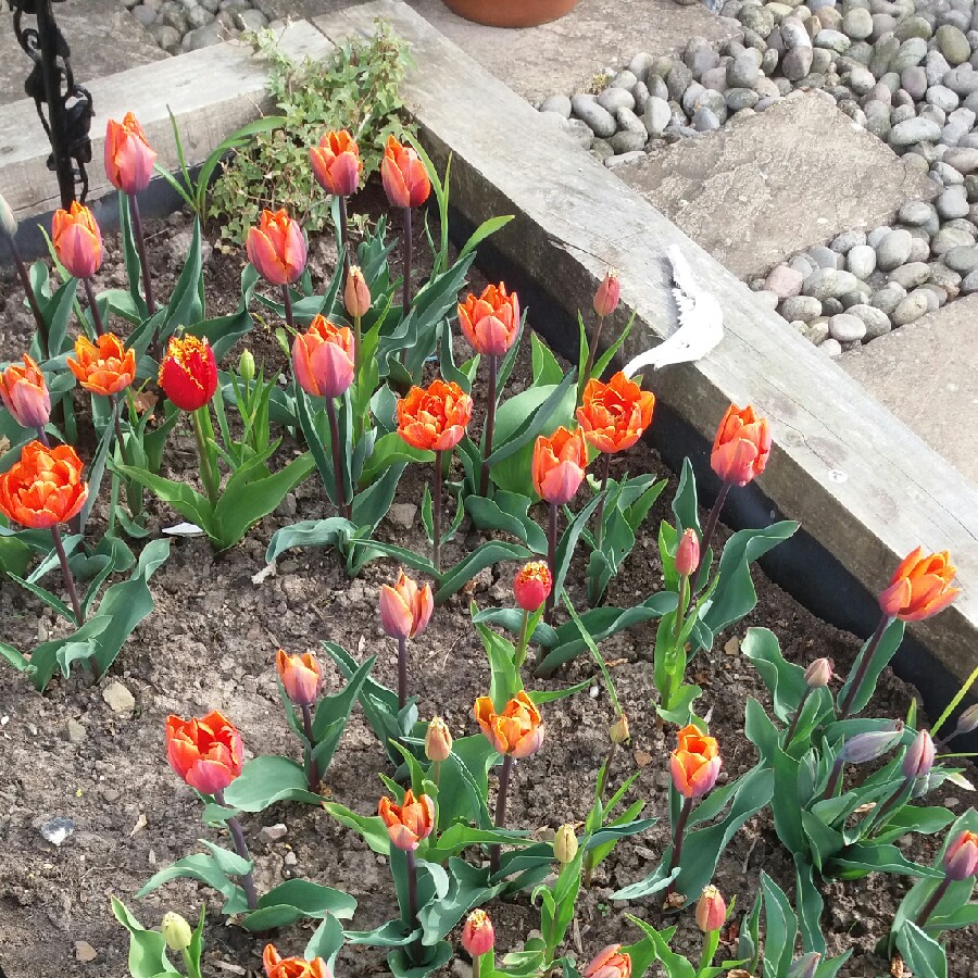 Plant image Tulipa 'Monte Orange'