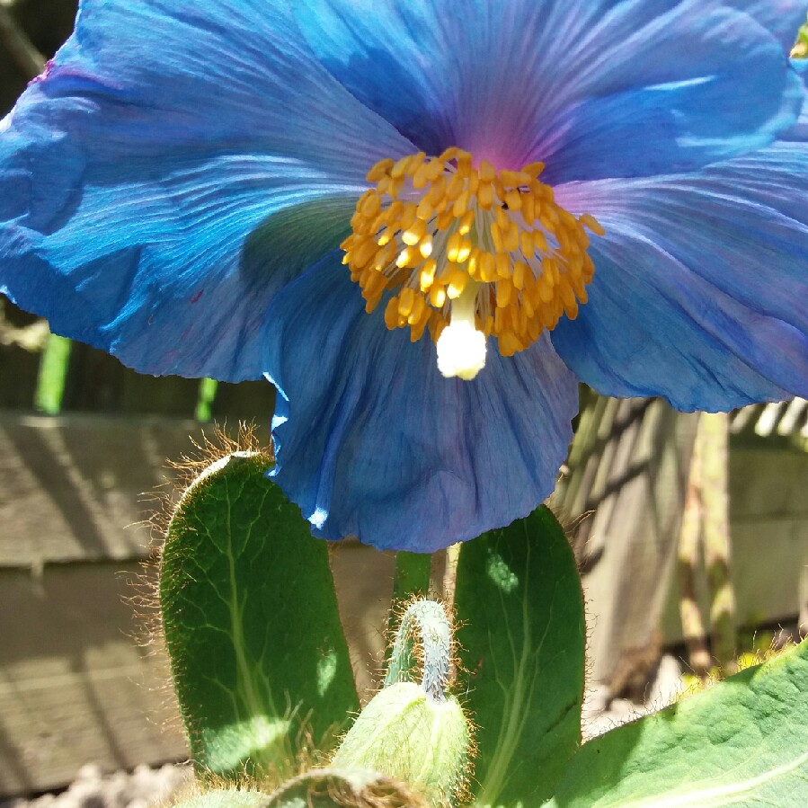 Plant image Meconopsis baileyi