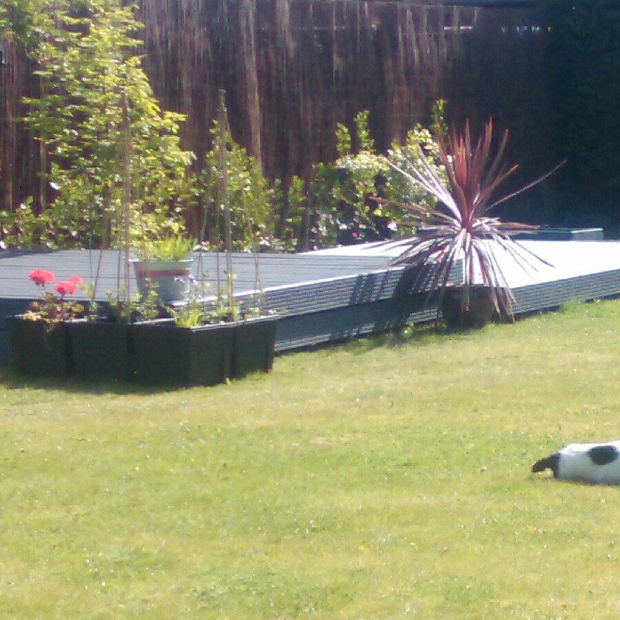 Elaine's garden
