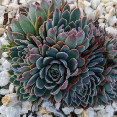 Echeveria Secunda
