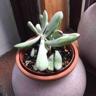 Elaine's garden