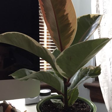 Rubber Tree 'Tineke'