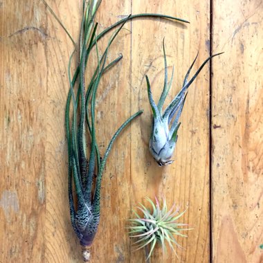 Tillandsia