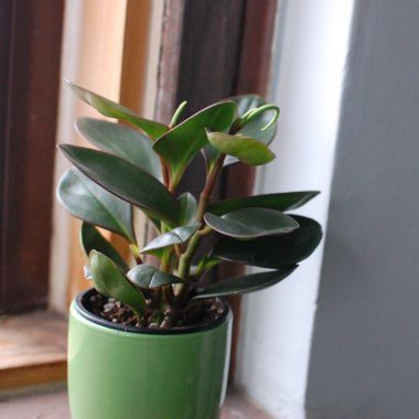 Peperomia
