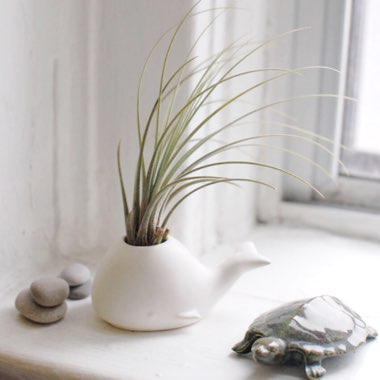 Airplant