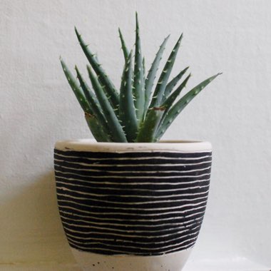 Aloe