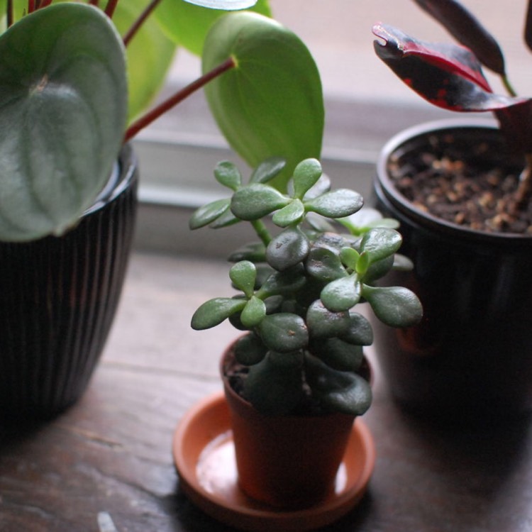 plant image 890355