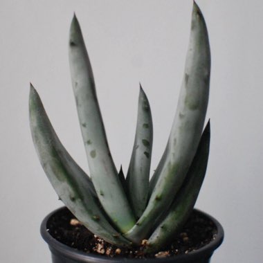 Aloe