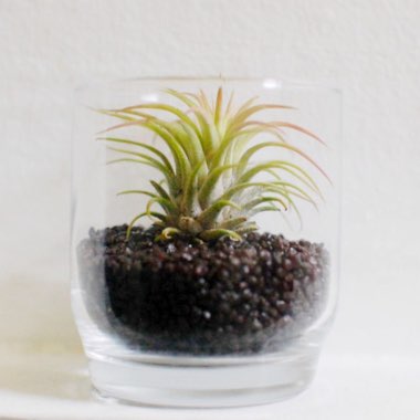 Airplant
