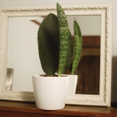 Snake Plant