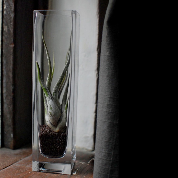 plant image 892516