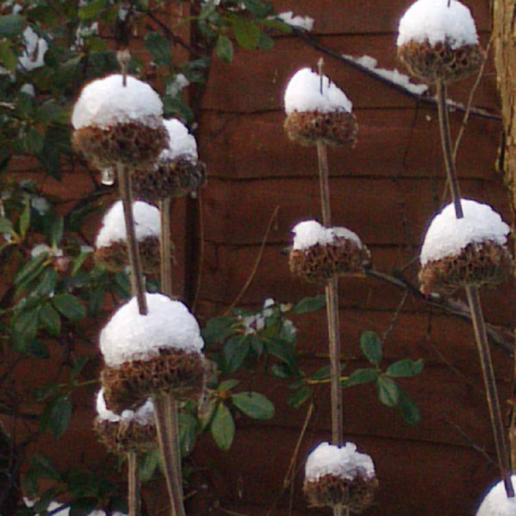 plant image 298359