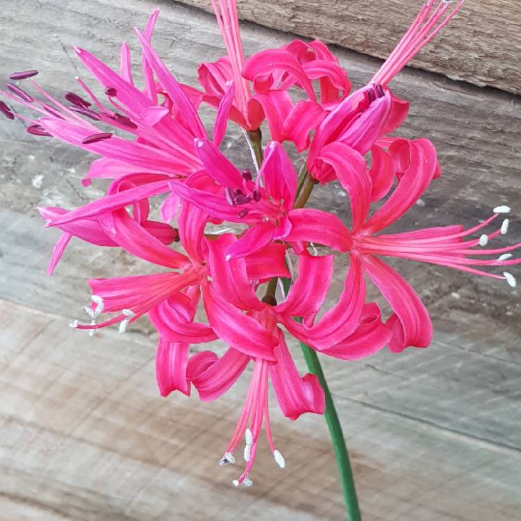 plant image 650190