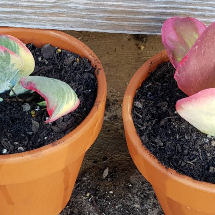 plant image 672903