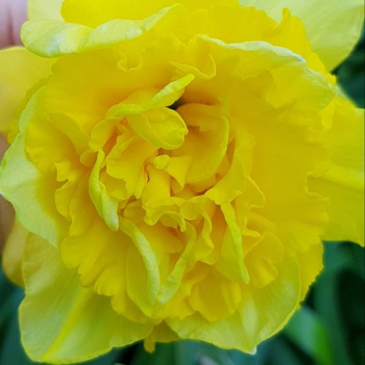 Plant image Narcissus 'Dick Wilden' syn. Narcissus 'Golden Beauty'