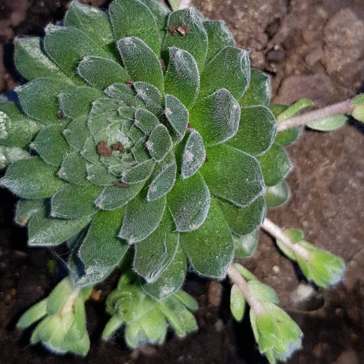 plant image 847688